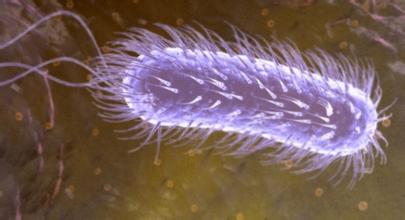 什么是幽门螺杆菌